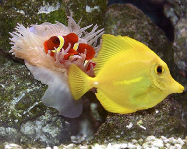 해수 수족관을 위한 28가지 최고의 초급 물고기