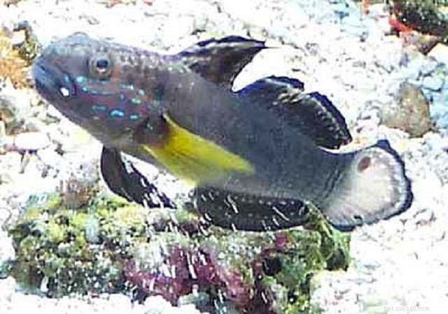 De 28 bästa nybörjarfiskarna för ett saltvattensakvarium