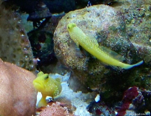 De 28 bästa nybörjarfiskarna för ett saltvattensakvarium