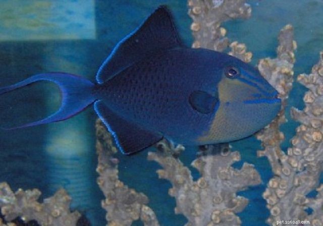 28 лучших рыбок для новичков в морском аквариуме