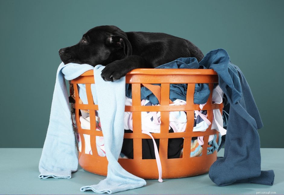 O que fazer se seu cachorro comeu um lençol para secar