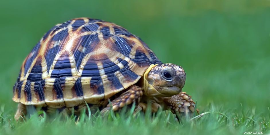 Звездчатые черепахи:профиль вида