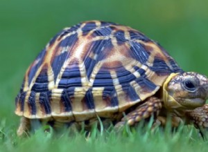 Звездчатые черепахи:профиль вида