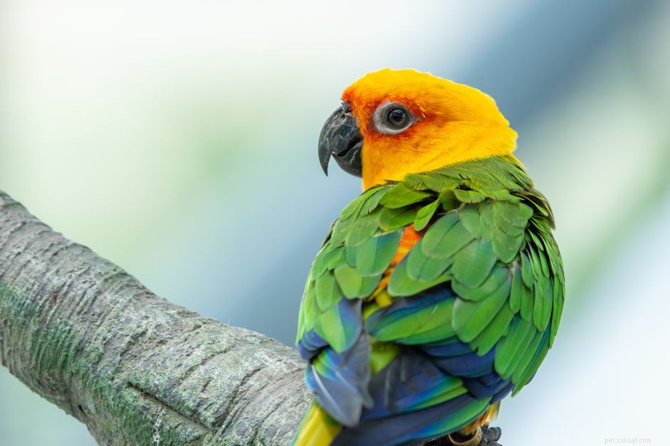 Les 5 oiseaux les plus intelligents que vous pouvez garder comme animaux de compagnie