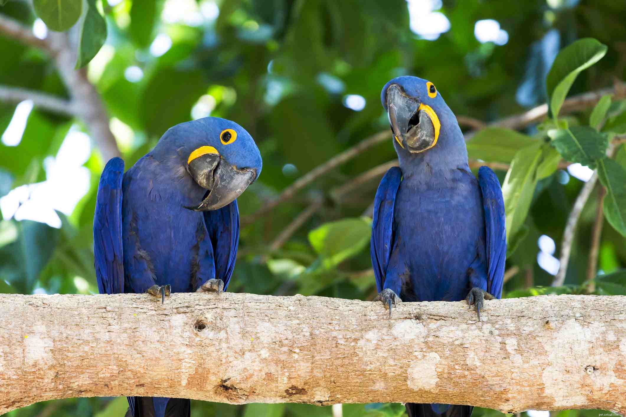 5 самых умных птиц, которых можно держать в качестве домашних животных