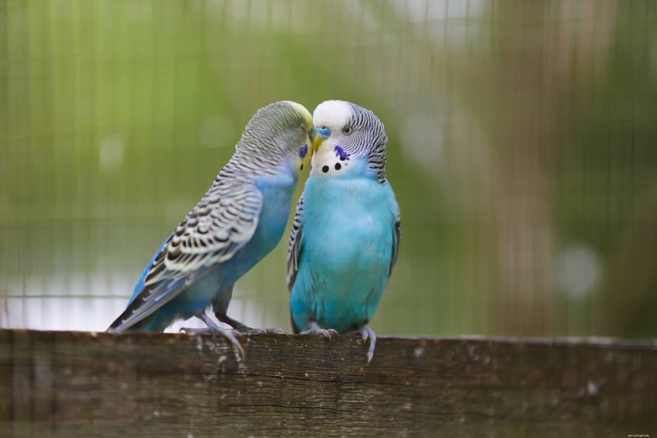 Les 5 oiseaux les plus intelligents que vous pouvez garder comme animaux de compagnie