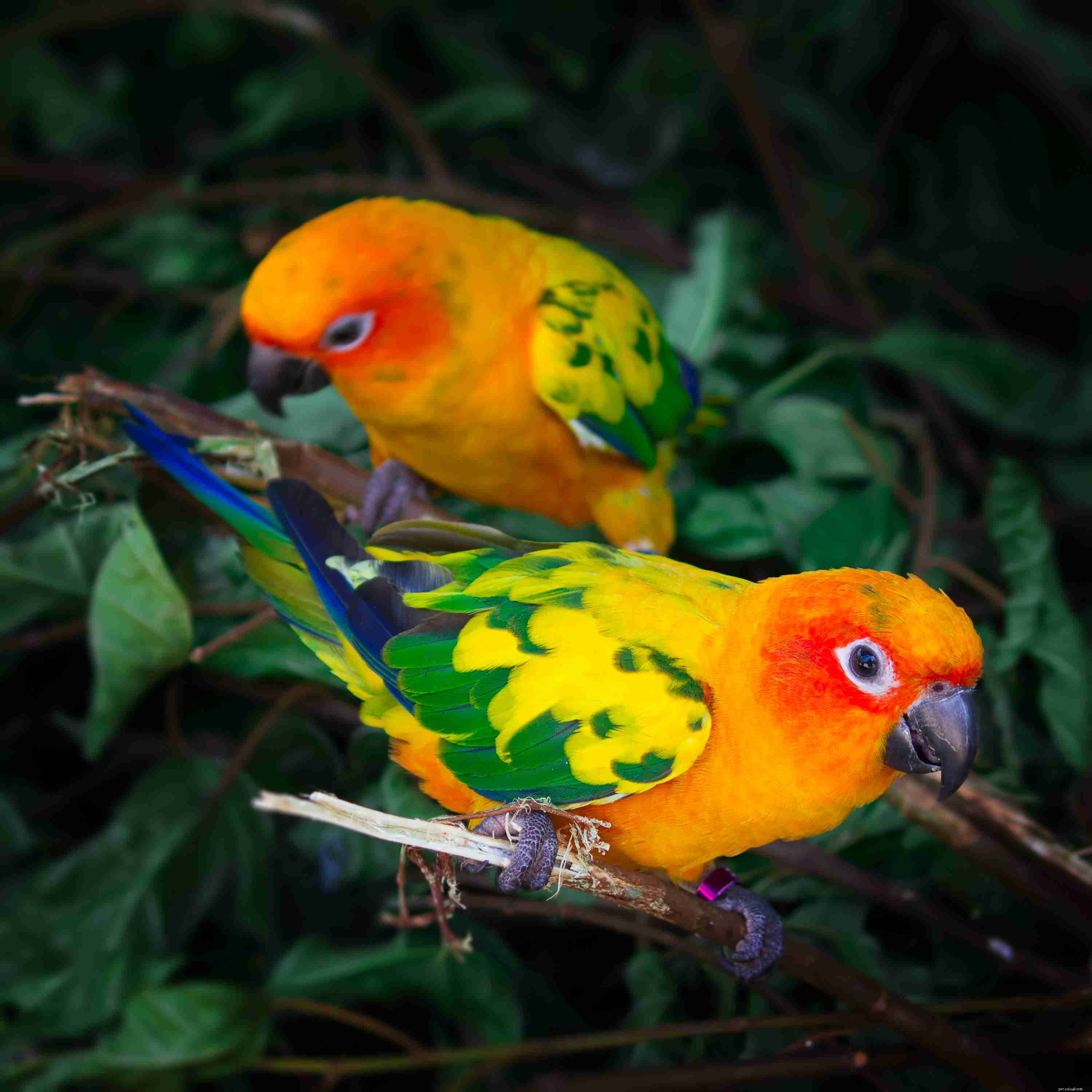 De 5 smartaste fåglarna du kan hålla som husdjur