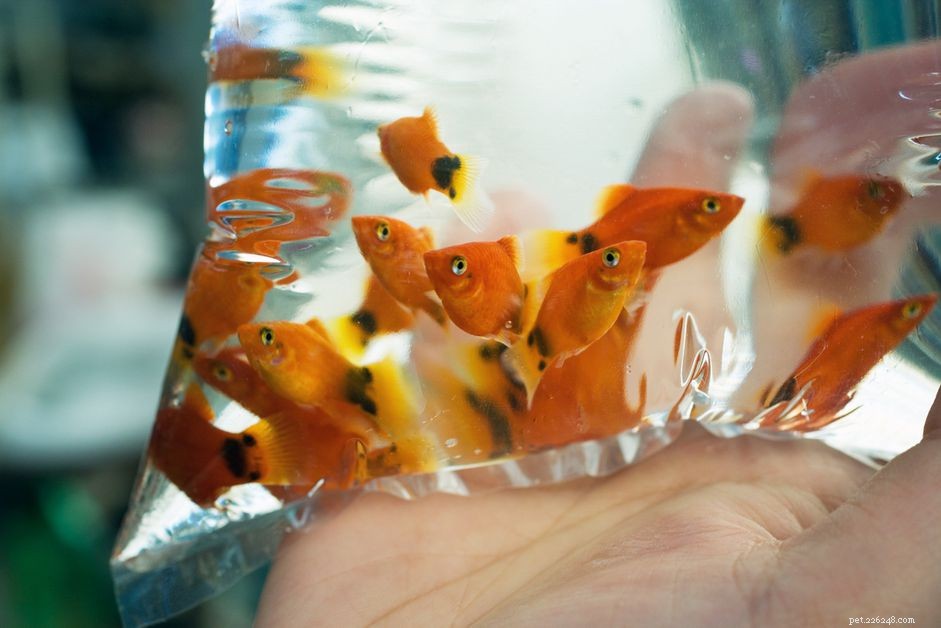 Come adattare i nuovi pesci d acquario al tuo acquario domestico