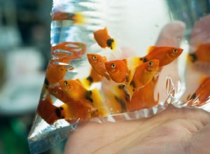 새로운 수족관 물고기를 가정 수족관에 적응시키는 방법