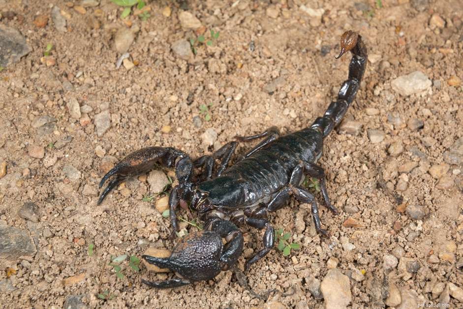 8 principales espèces de scorpions convenant comme animaux de compagnie