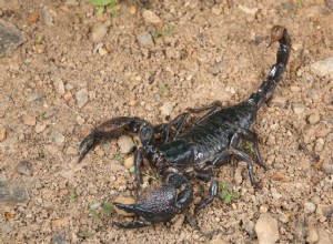 8 лучших видов скорпионов, подходящих в качестве домашних животных
