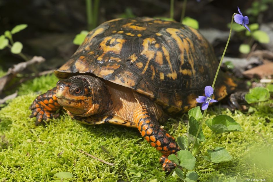 Een buitenpen bouwen voor schildpadden in huisdieren