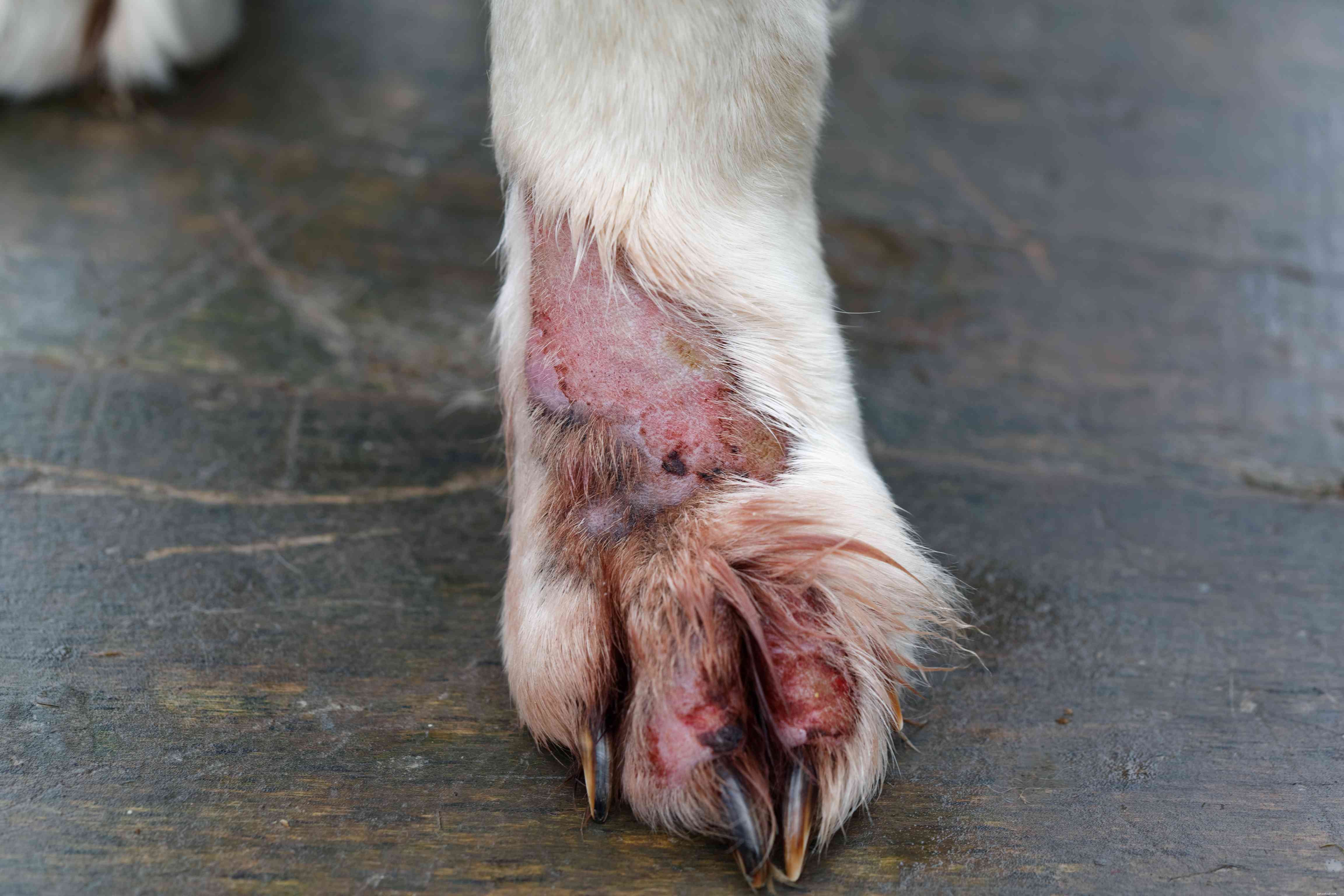 13 problèmes de peau courants chez les chiens