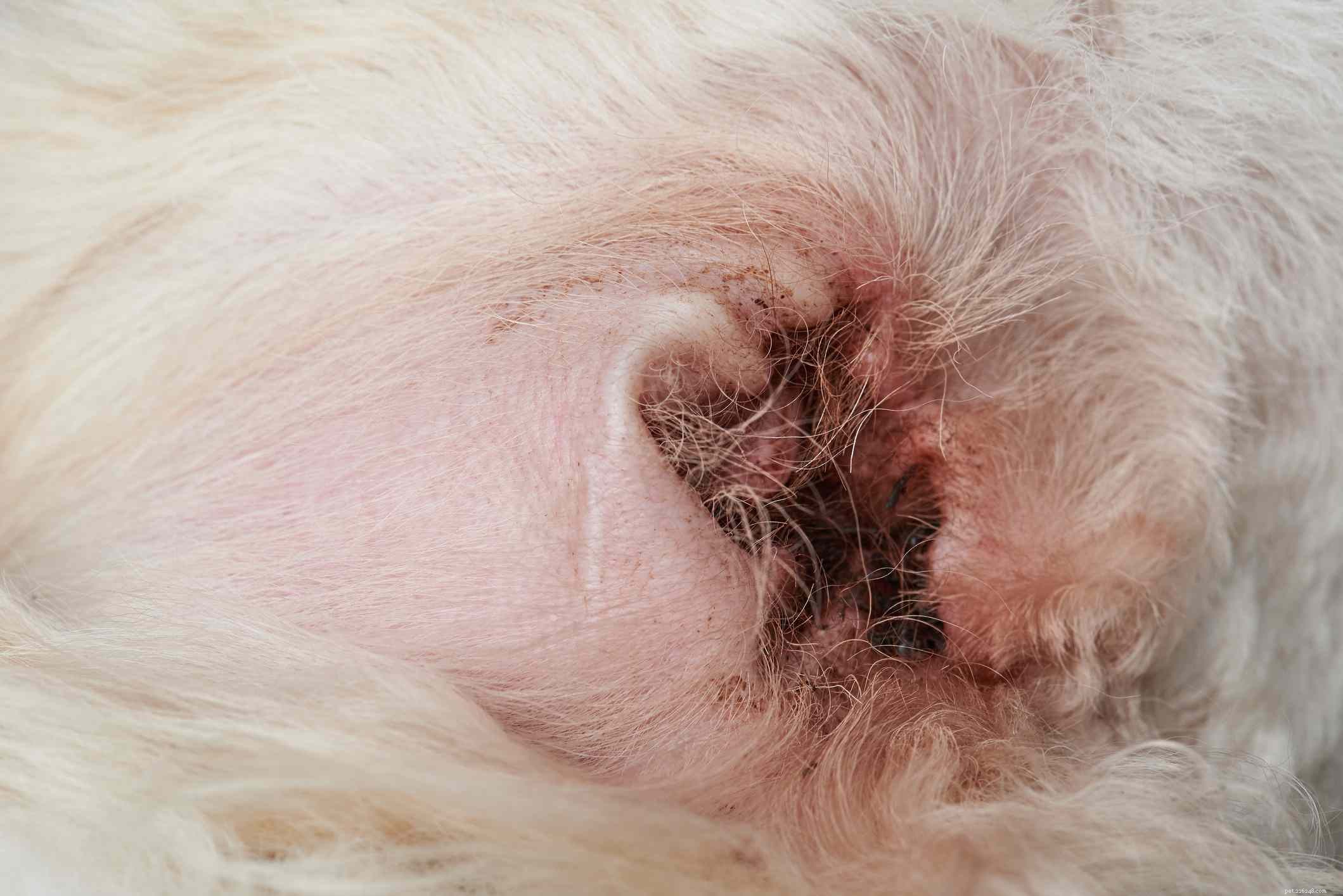 13 vanliga hudproblem hos hundar
