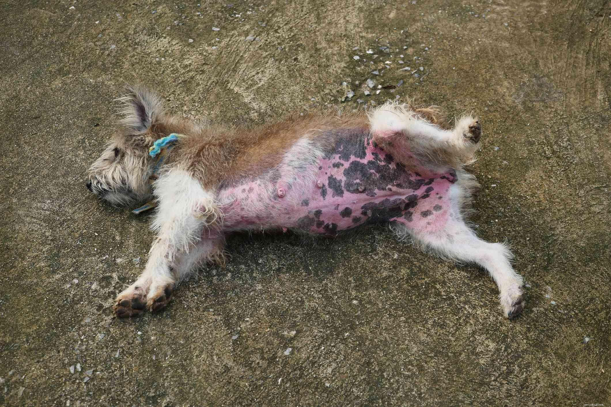 13 распространенных проблем с кожей у собак