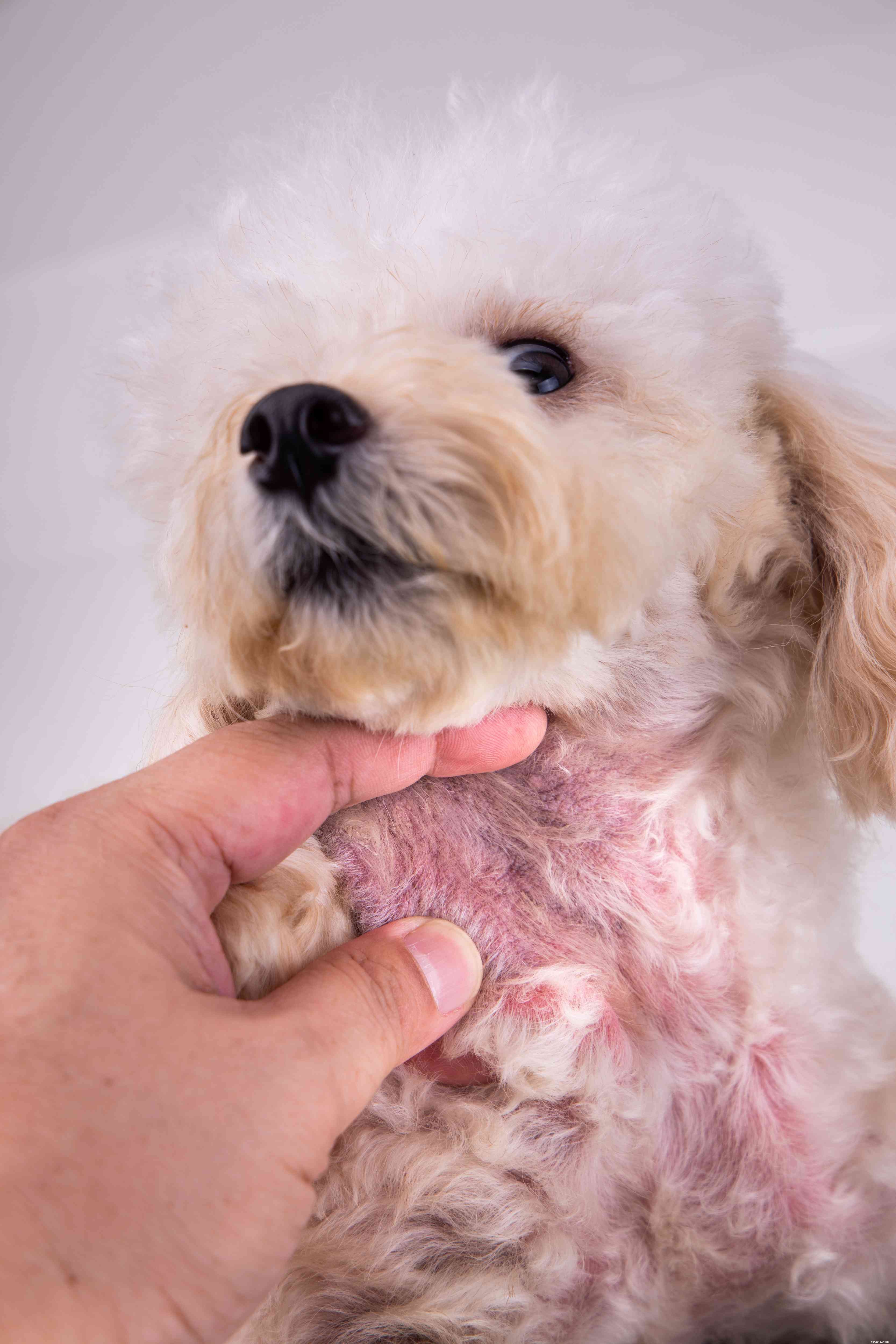 13 vanliga hudproblem hos hundar