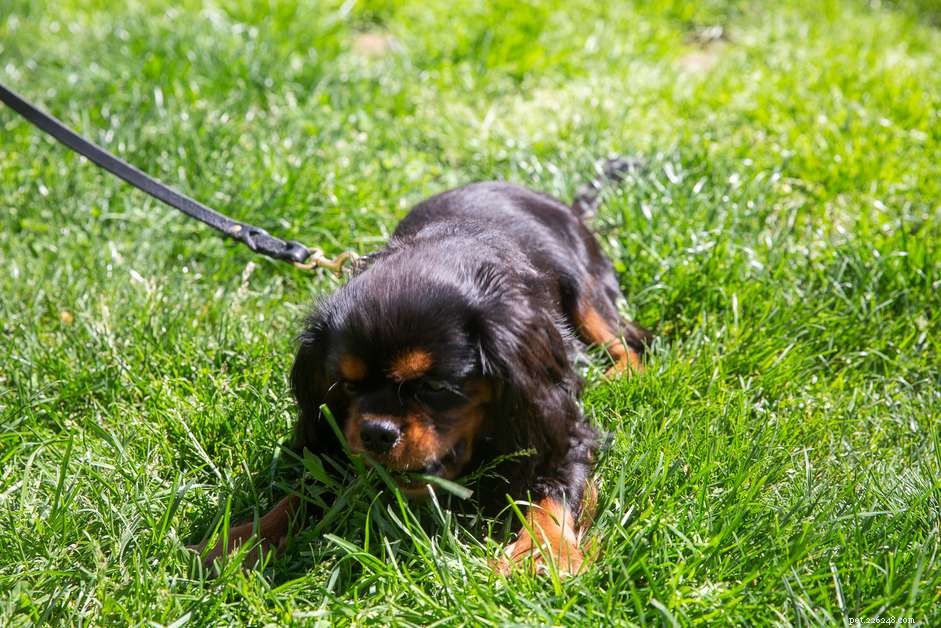 Come impedire al cane di mangiare erba