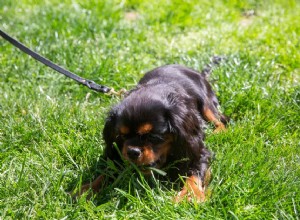 あなたの犬が草を食べるのを止める方法 