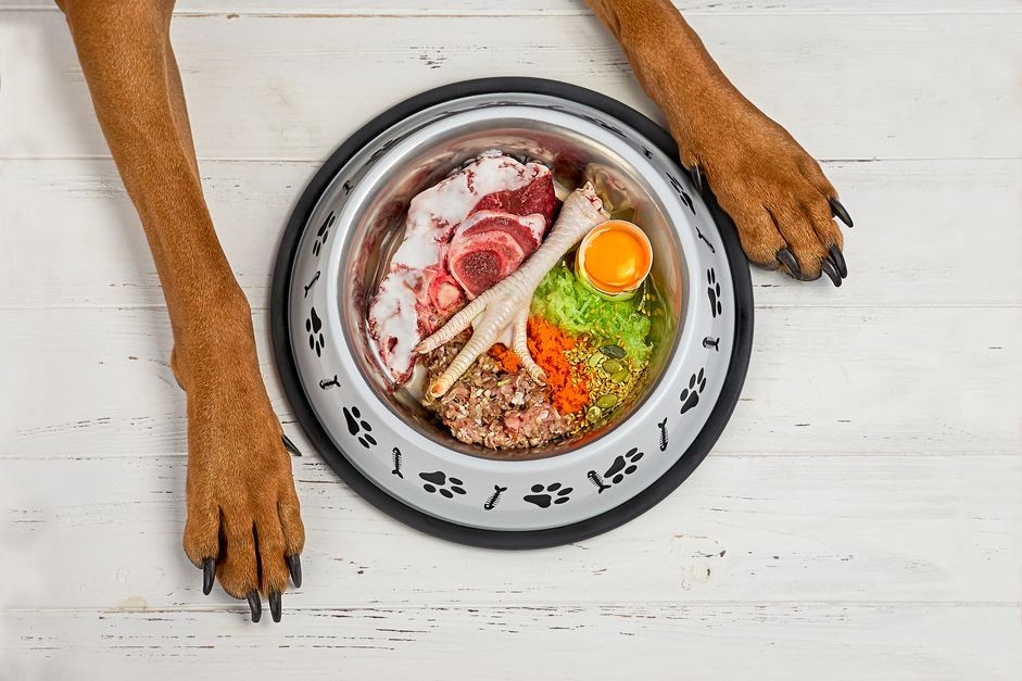 개를 위한 생식 식단의 장단점