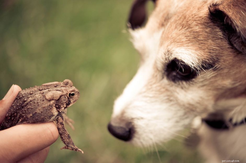 Отравление жабами у собак