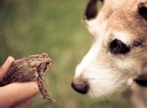 Empoisonnement au crapaud chez le chien