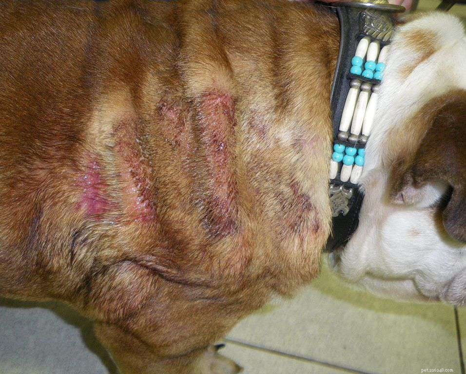 Dermatitis bij honden