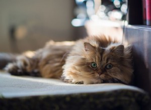 Polycystické onemocnění ledvin u koček