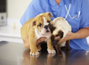 Œdème pulmonaire chez le chien