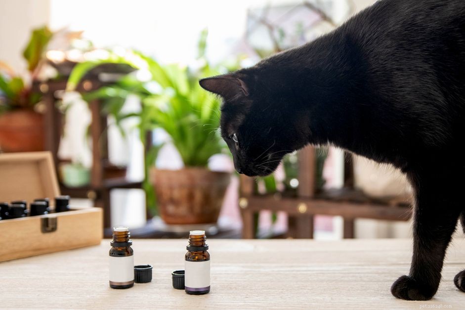 Gli oli essenziali sono pericolosi per i gatti?