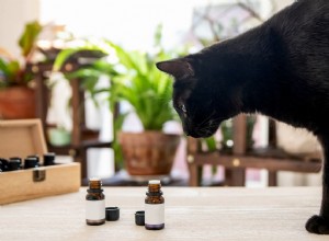 Jsou esenciální oleje nebezpečné pro kočky?