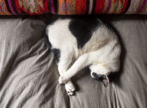 Proč vaše kočka tolik spí