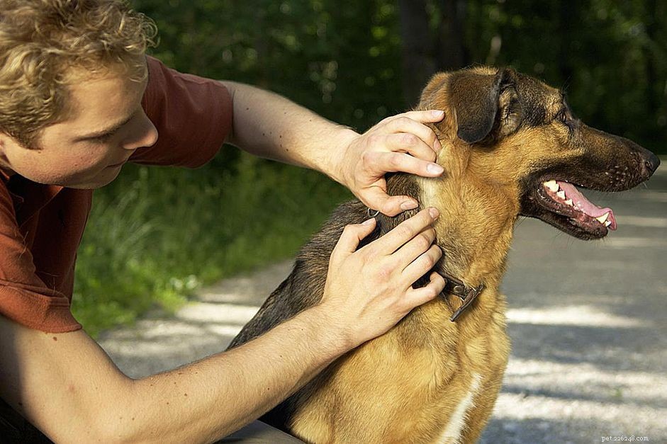Élimination et prévention des tiques chez les chiens