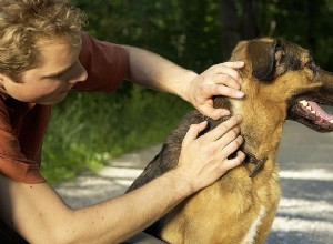 Odstranění klíšťat a prevence u psů