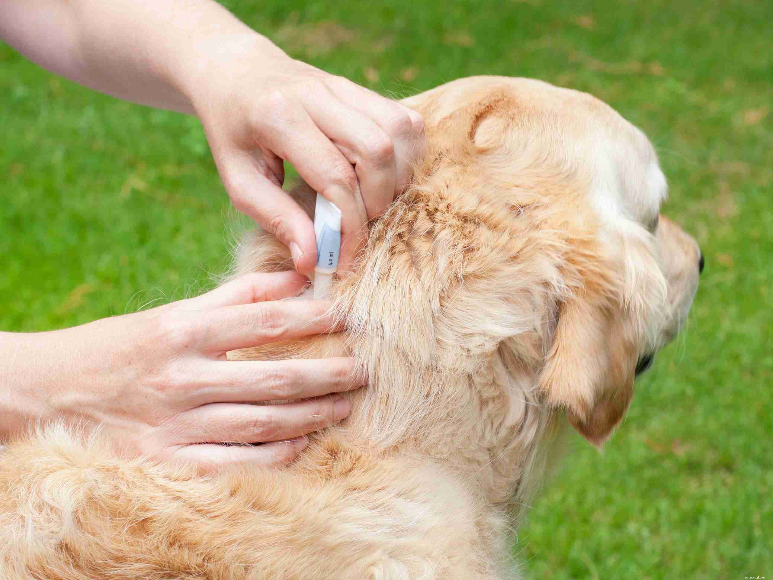 Удаление и профилактика клещей у собак