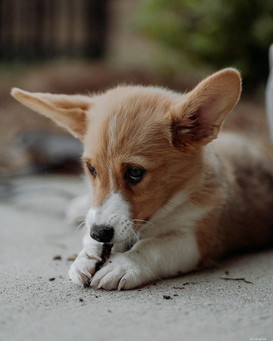 Leuke weetjes en schattige foto s van Corgi-puppy s