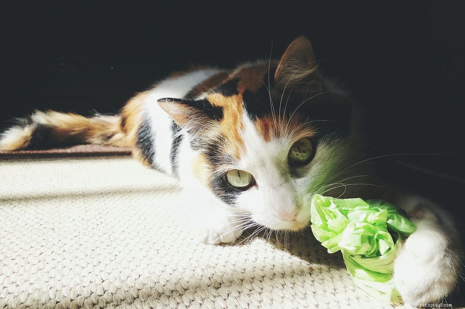 Varför katter äter och tuggar på plast