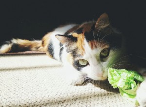 Proč kočky jedí a žvýkají plasty
