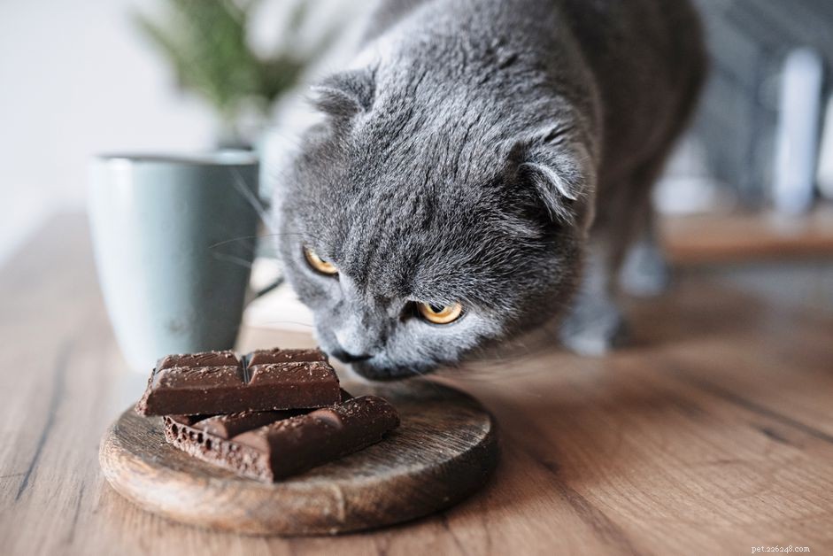 Hur mycket choklad är giftigt för katter?