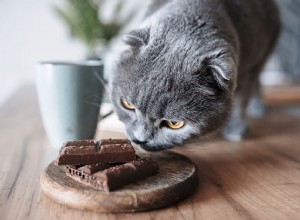초콜릿은 고양이에게 얼마나 해롭습니까?