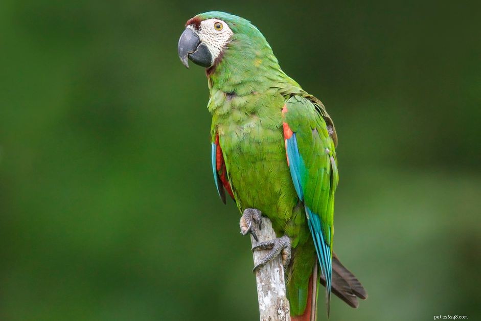 Ara těžká (přední kaštanová):Profil ptačích druhů