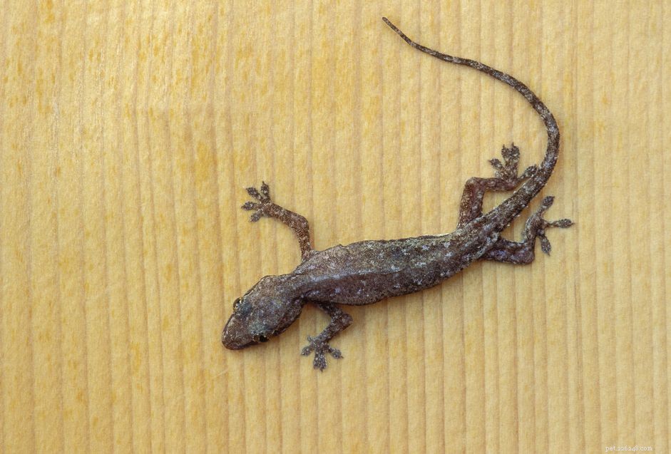 Profil d espèce de gecko domestique commun