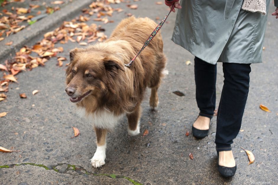 Kan hundar bära på sig mänskligt coronavirus fysiskt?