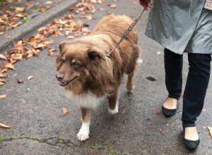 Os cães podem carregar o coronavírus humano fisicamente neles? 