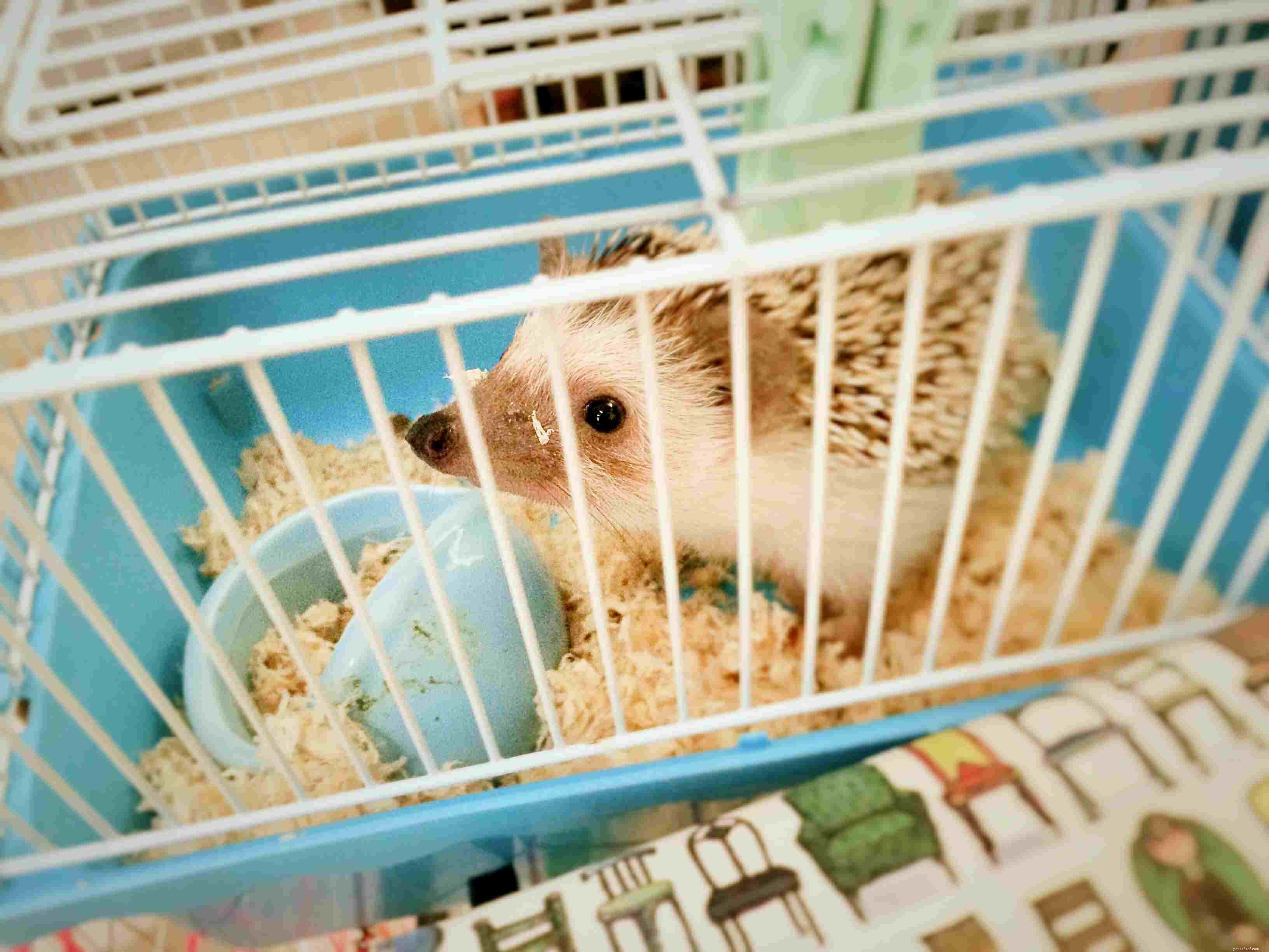 Sängalternativ för Hedgehog