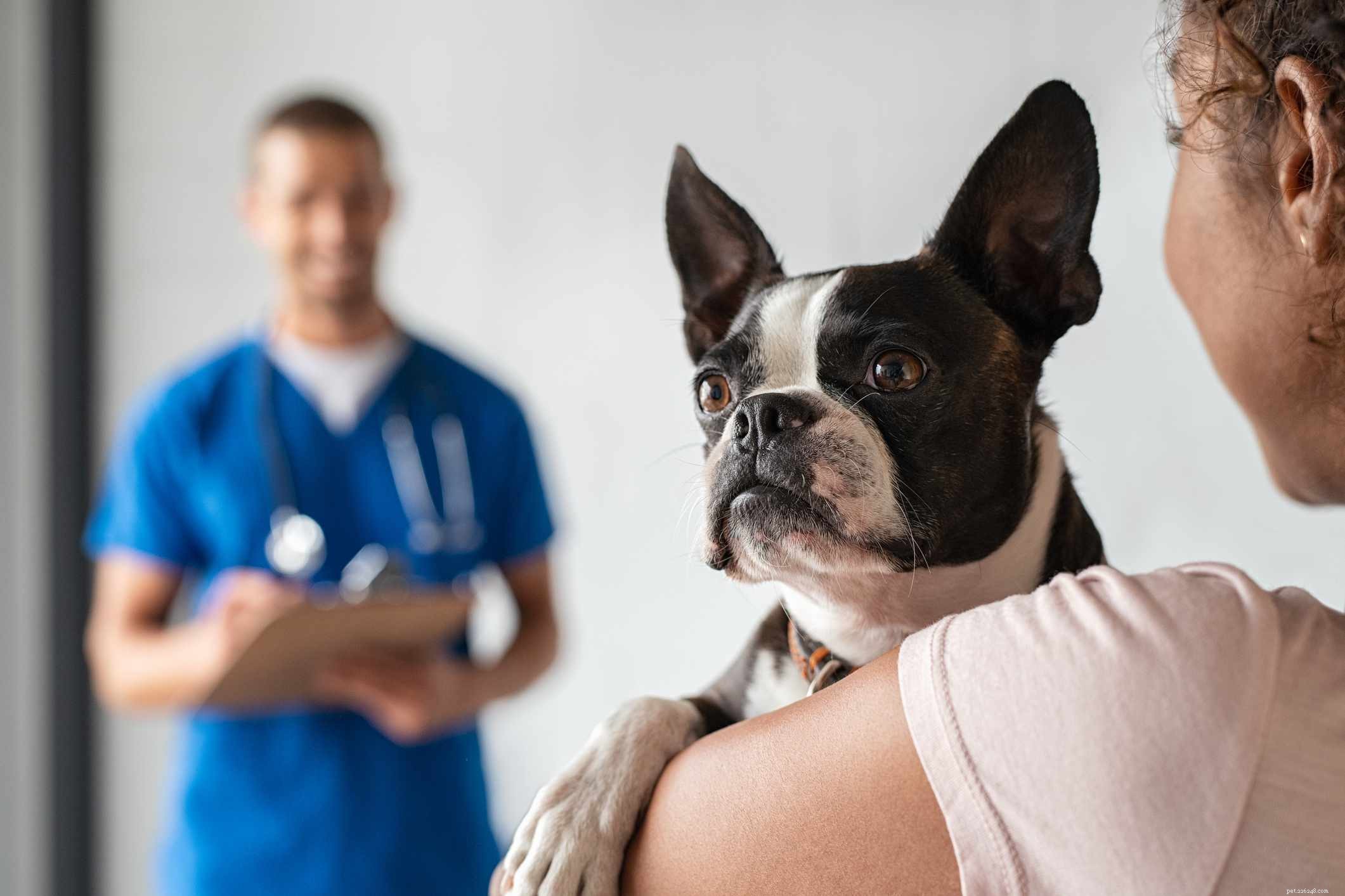 Åtta vanliga missuppfattningar om rabies hos hundar