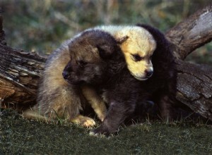 Nomes para cães-lobos e lobos