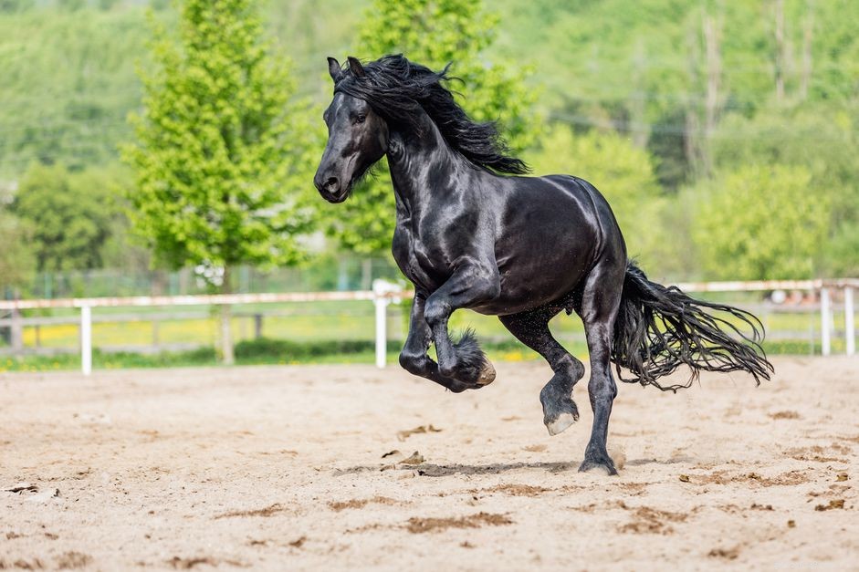 Фризская спортивная лошадь:профиль породы