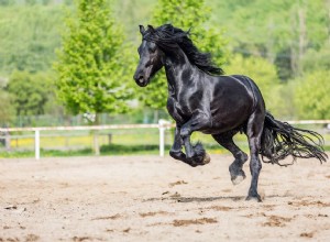 Фризская спортивная лошадь:профиль породы