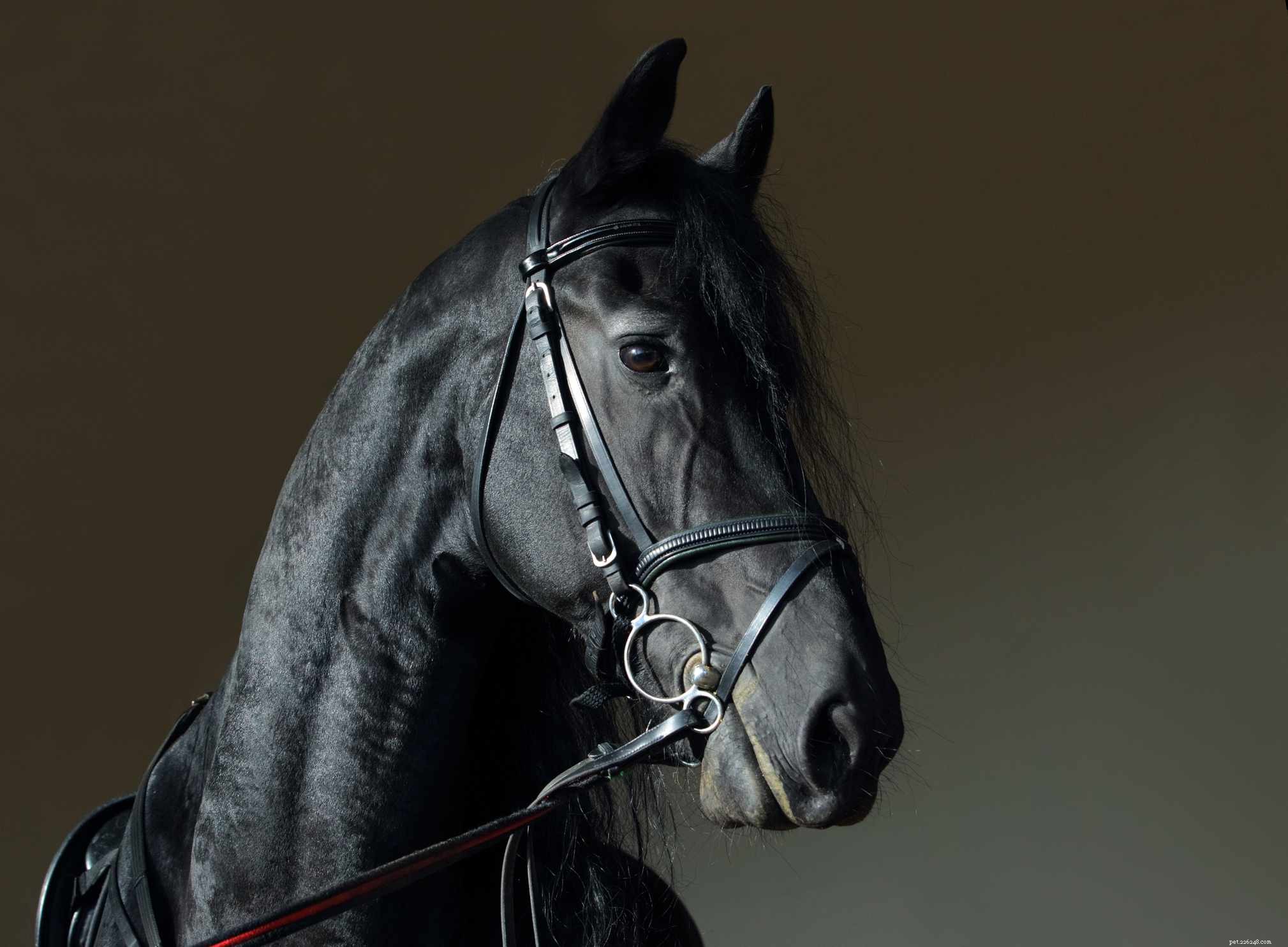 Friesian Sporthorse:profilo della razza
