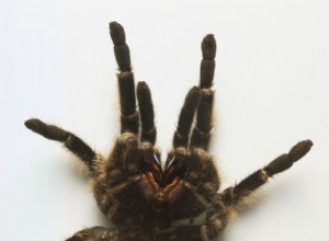 Все, что вам нужно знать о линяющих тарантулах